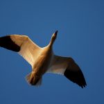 article image - Too Many Geese